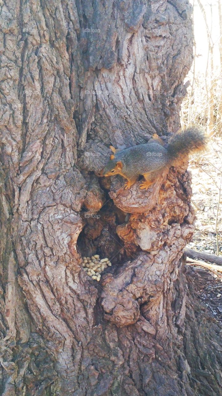 a squirrel and his nuts