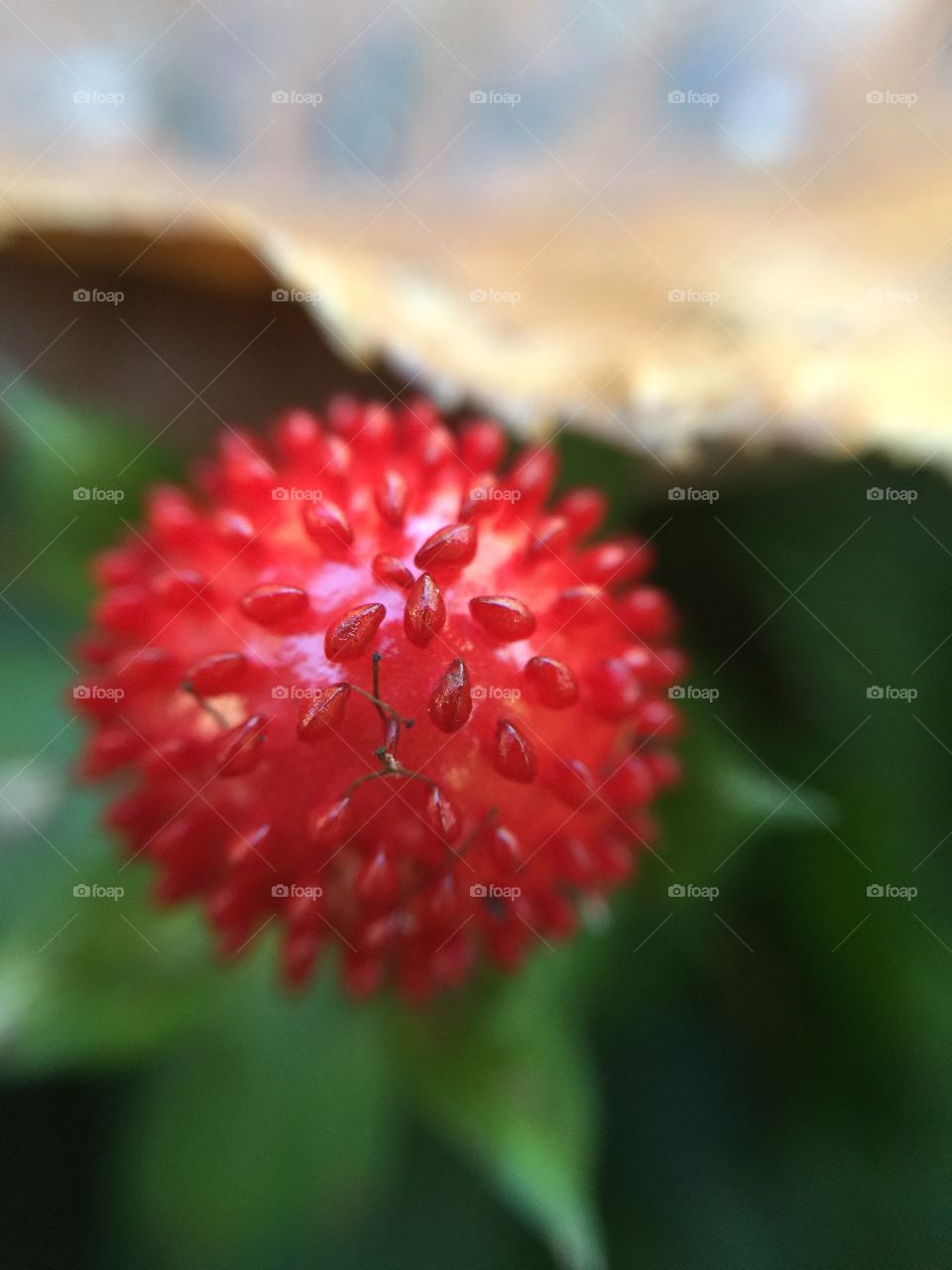 Macro red berry