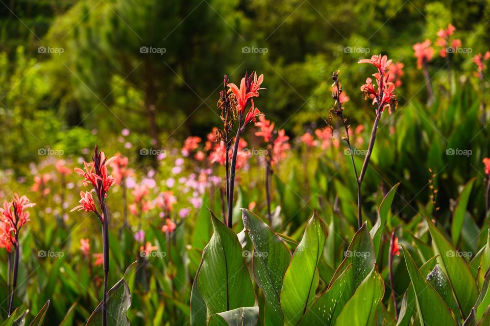 Canna indica in full bloom, welcoming the beautiful sunlight after mild shower.