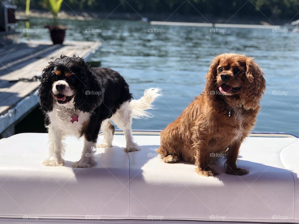 Cute Cavalier King Charles Spaniels on a boat