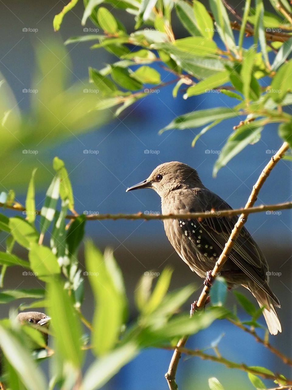Starling