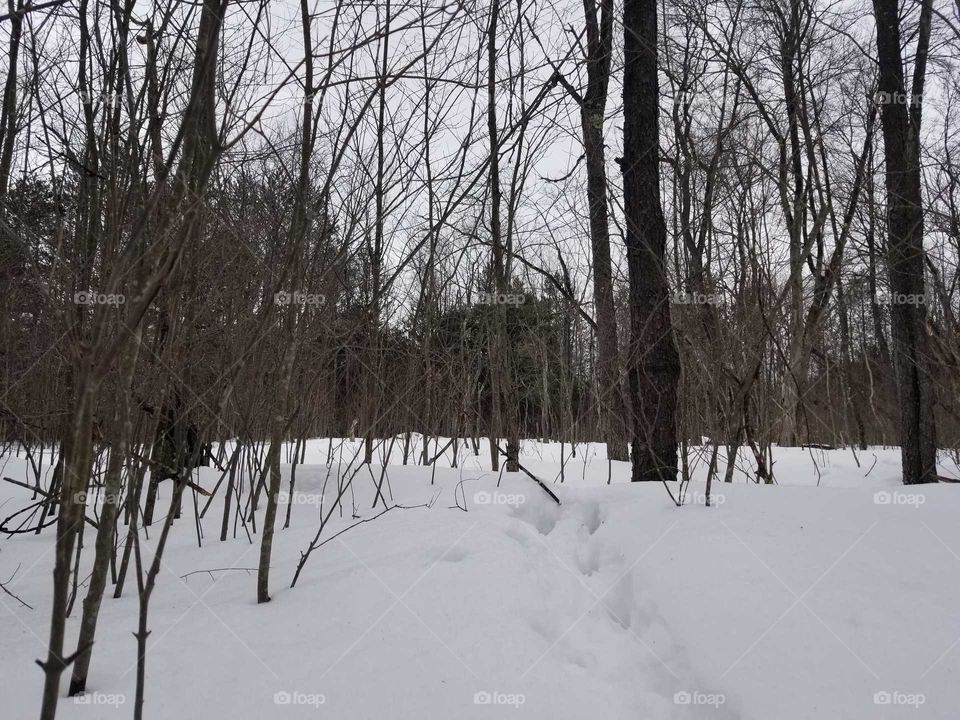Forest winter view