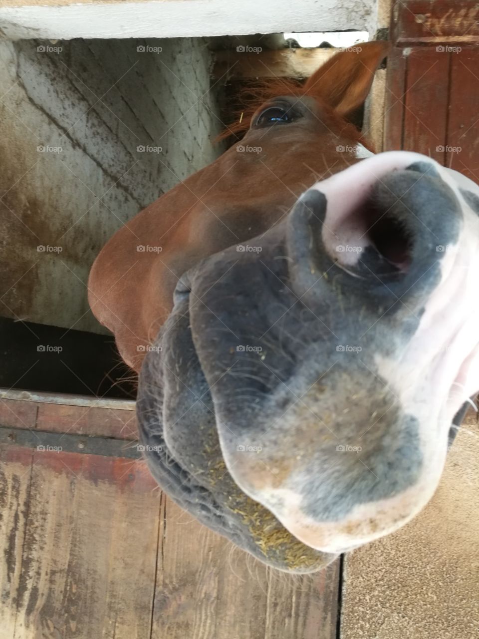 smile horse