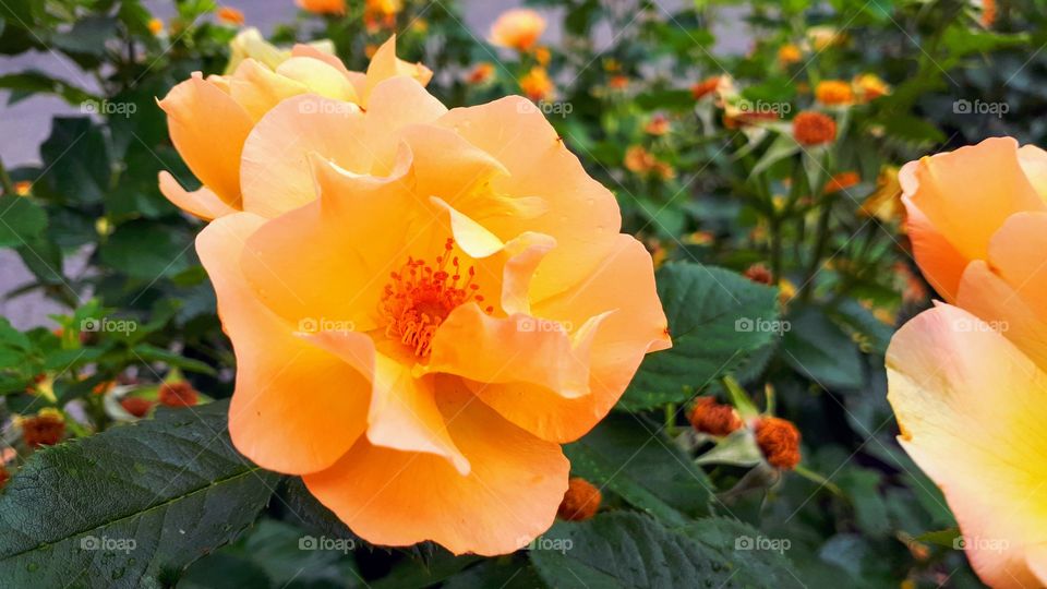 Yellow Rose in the Rain