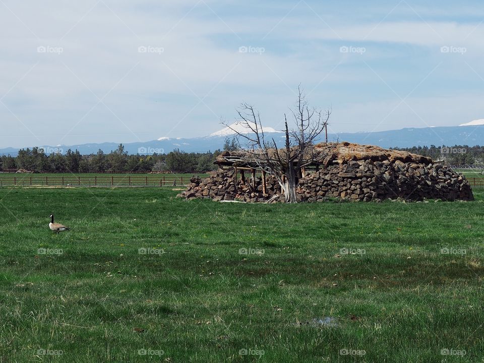 An incredible pioneering cold storage area built from rock in a farm pasture with green grasses on a sunny spring morning. 