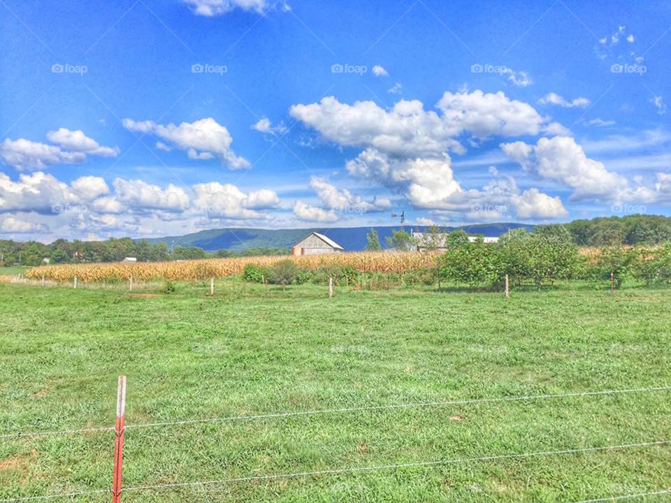 Amish Farmland