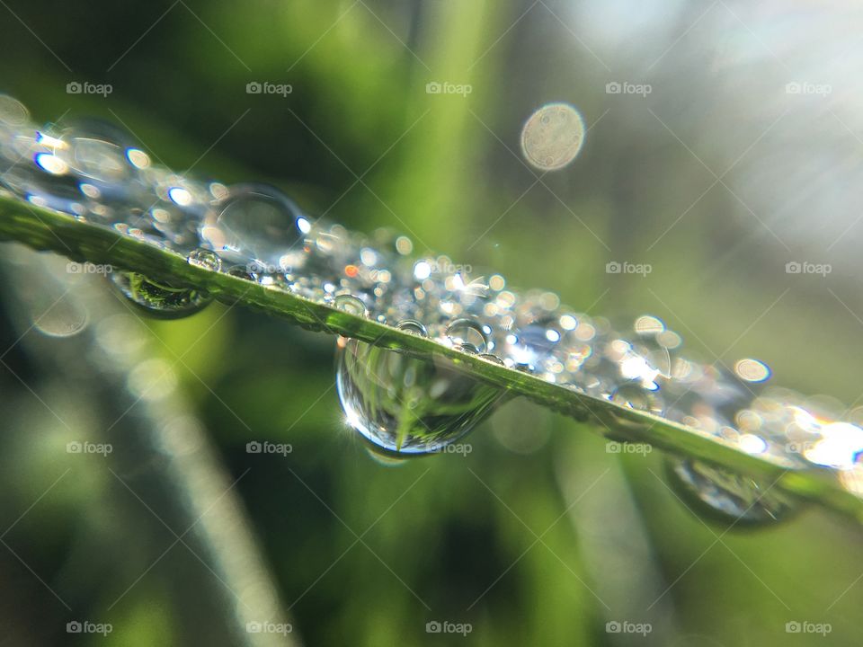 Dew drops on a blade of grass