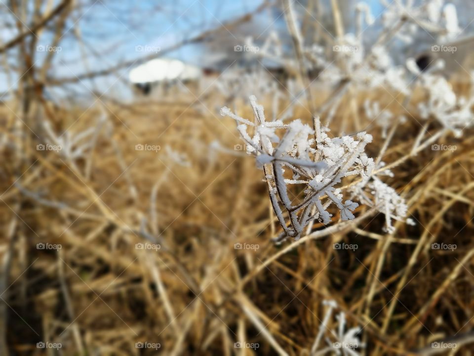 Frosted brush