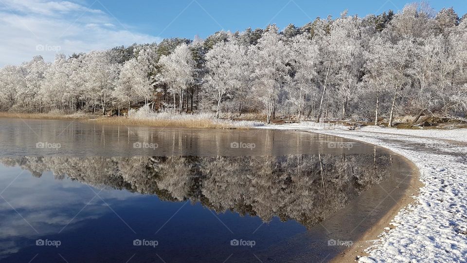 Frosty trees, beautiful tree reflection in the lake water on a sunny cold winter day in Sweden 