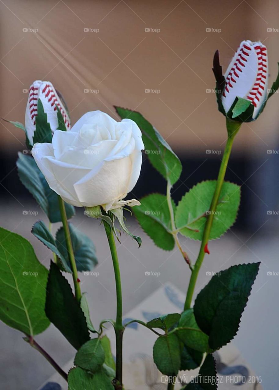 Baseball Roses