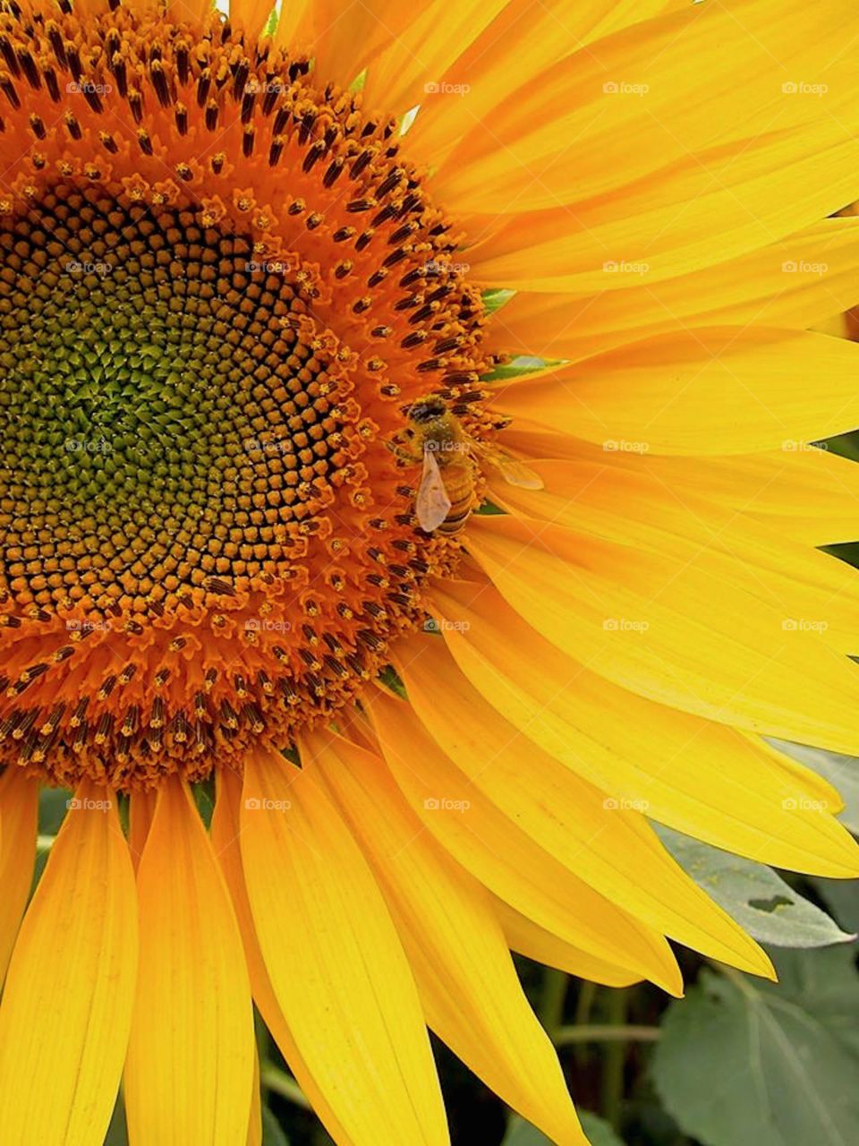 happy sunflowers 