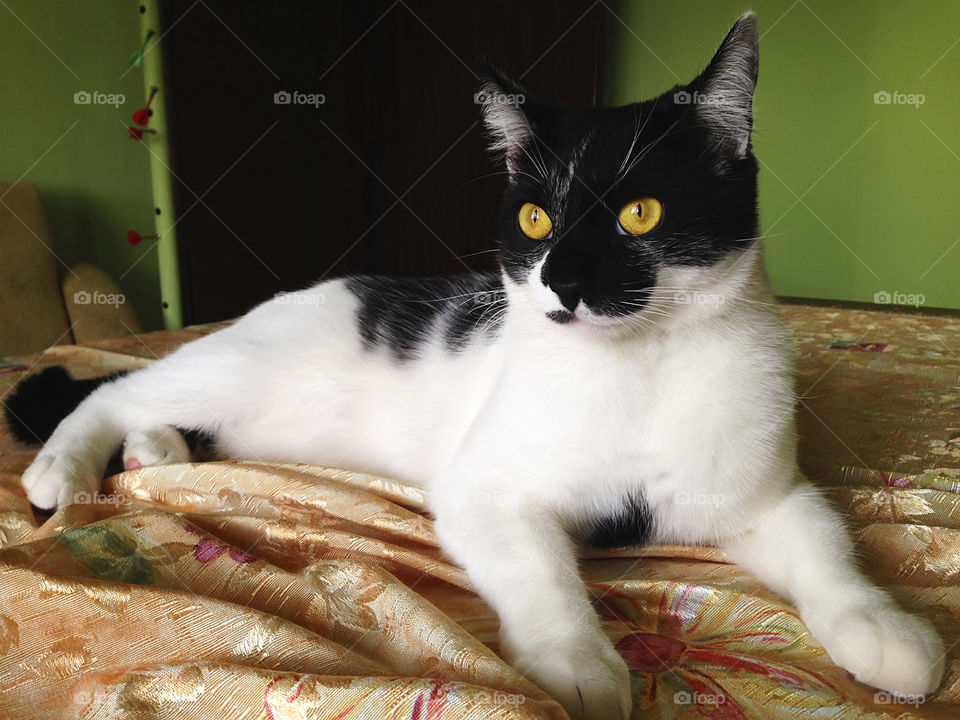 Black and white cat with yellow eyes 