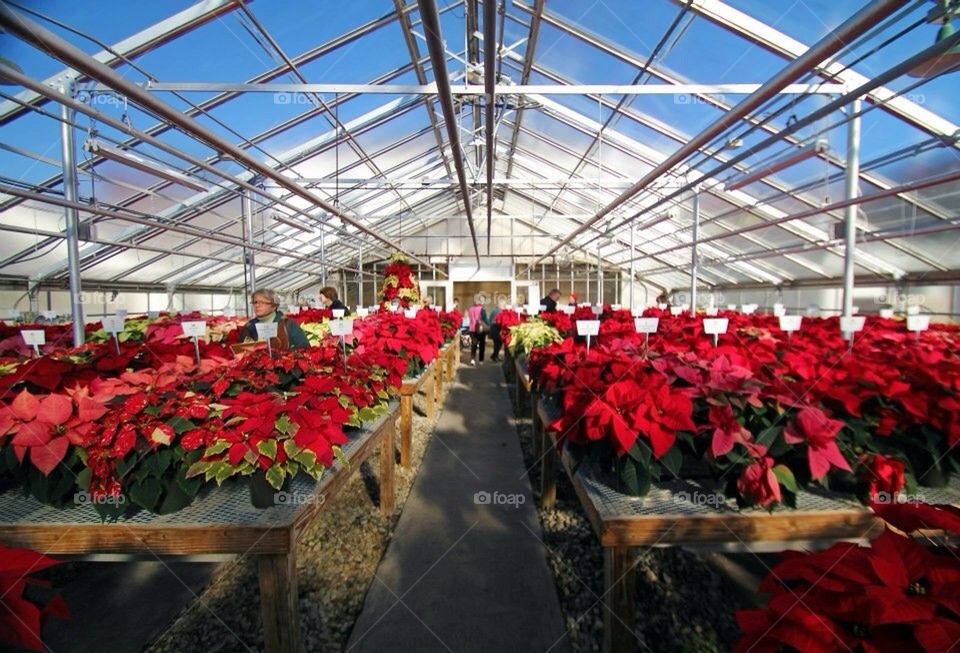 Poinsettias in greenhouse