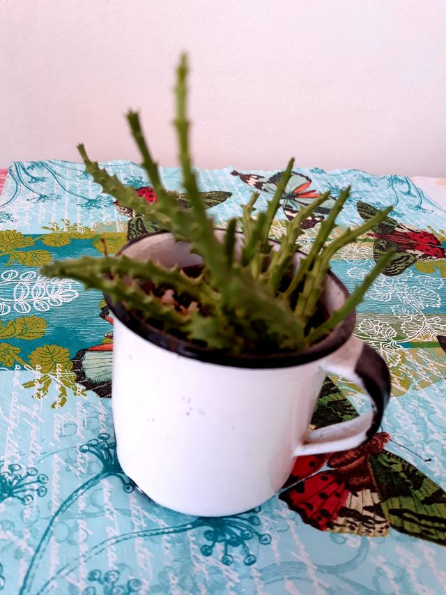 My  mini  garden