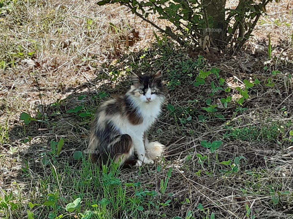a little cat resting at the shadow of a tree