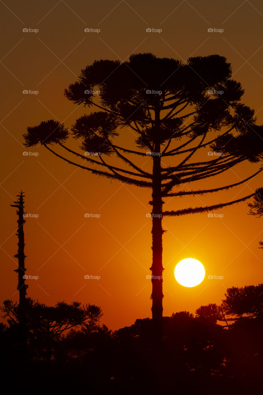 Sunrise vs Sunset - Araucária, a tree from the southern region of Brazil.