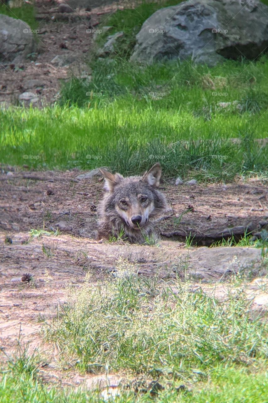 wolf pup laying in a den looking up