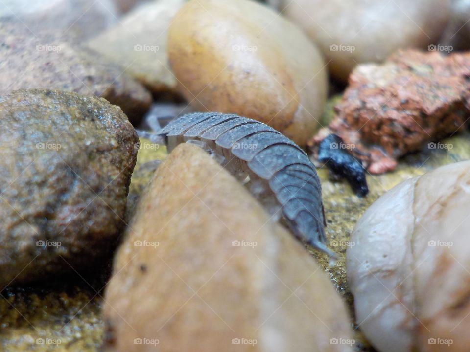 My garden creepy crawlers 