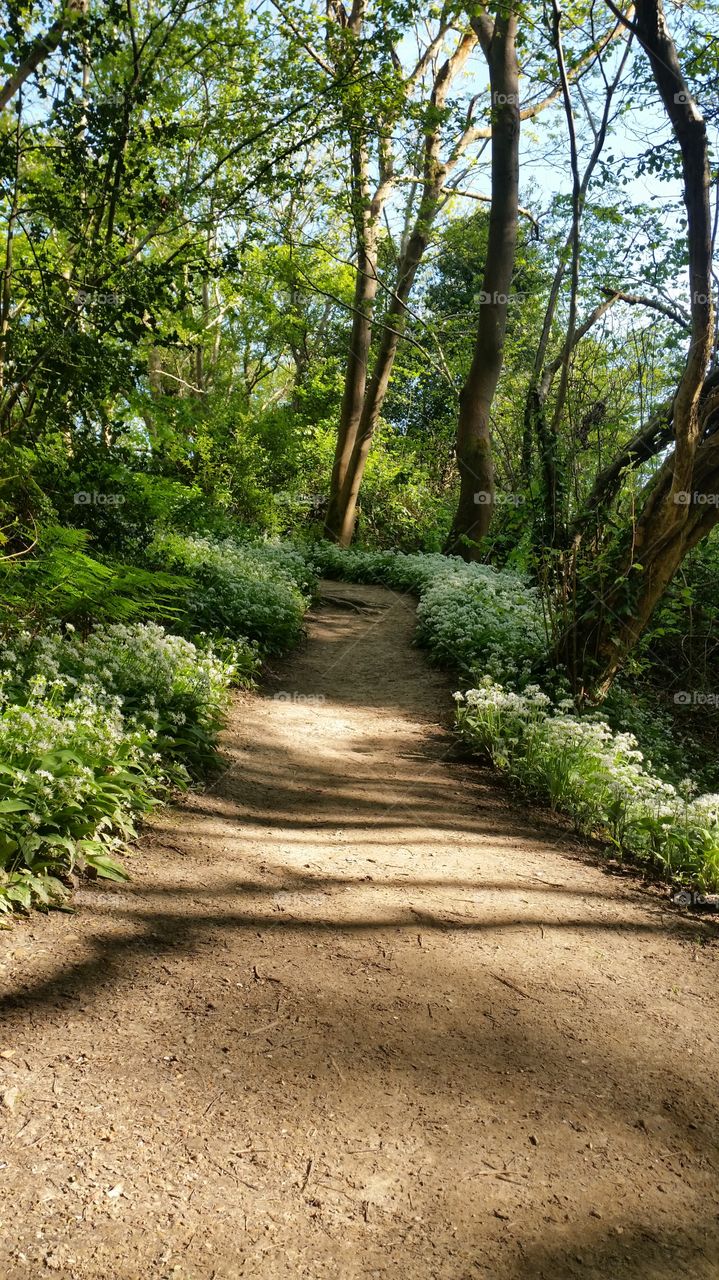 Spring time. Hastings Country Park