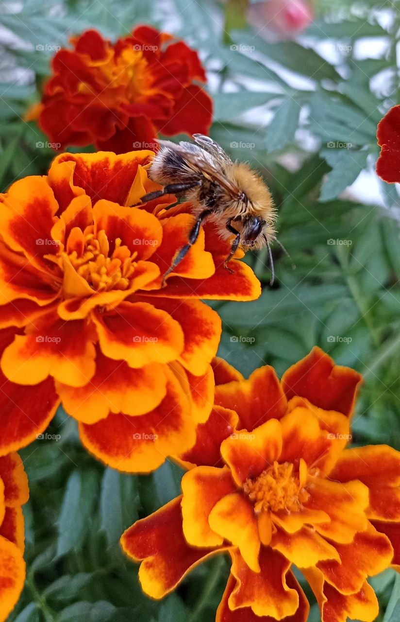 flowers blooming and bumblebee love earth