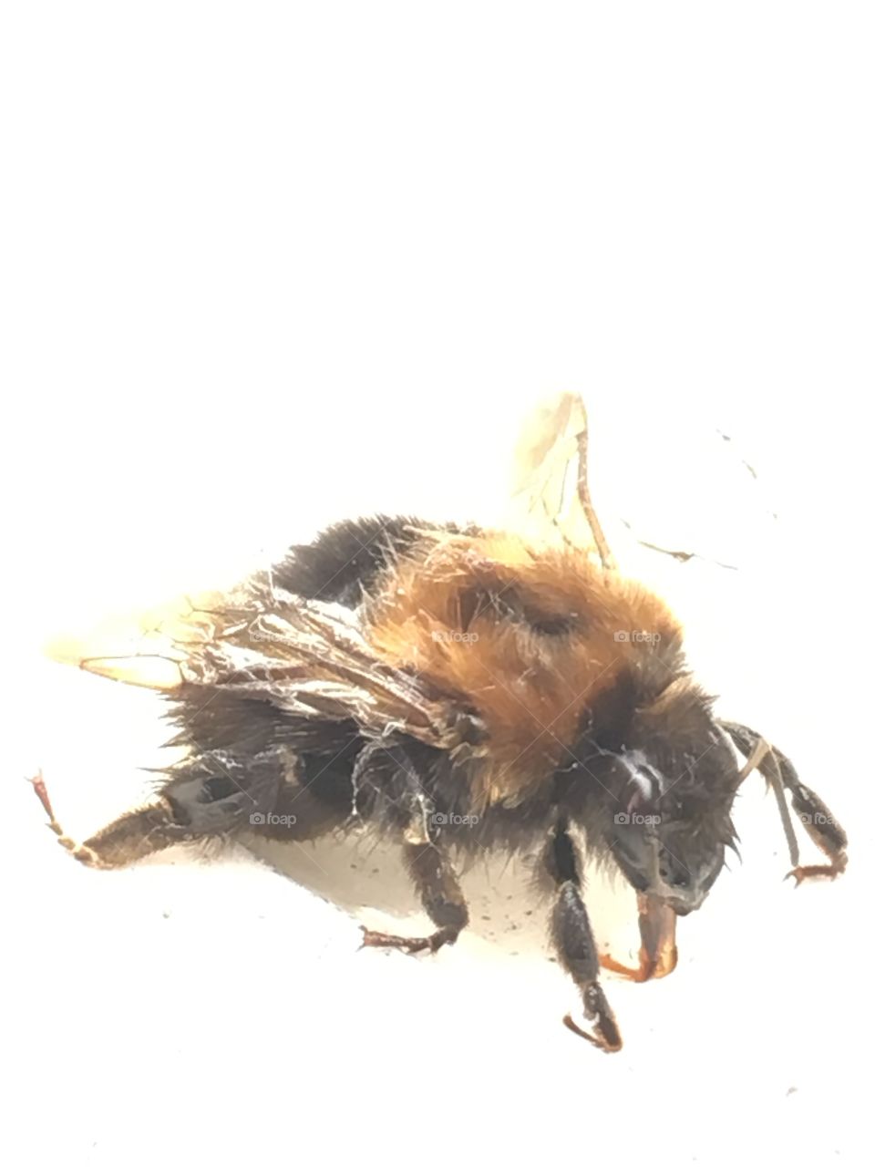 Close up view of an injured tree bumble bee drinking sugar water to feed it in the garden