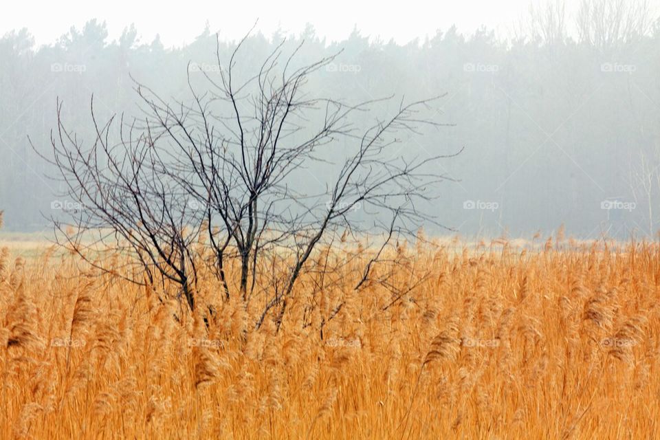 Fog at field