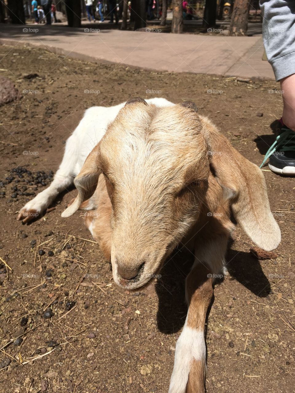 Goat in the petting zoo at Bearizona in Arizona.