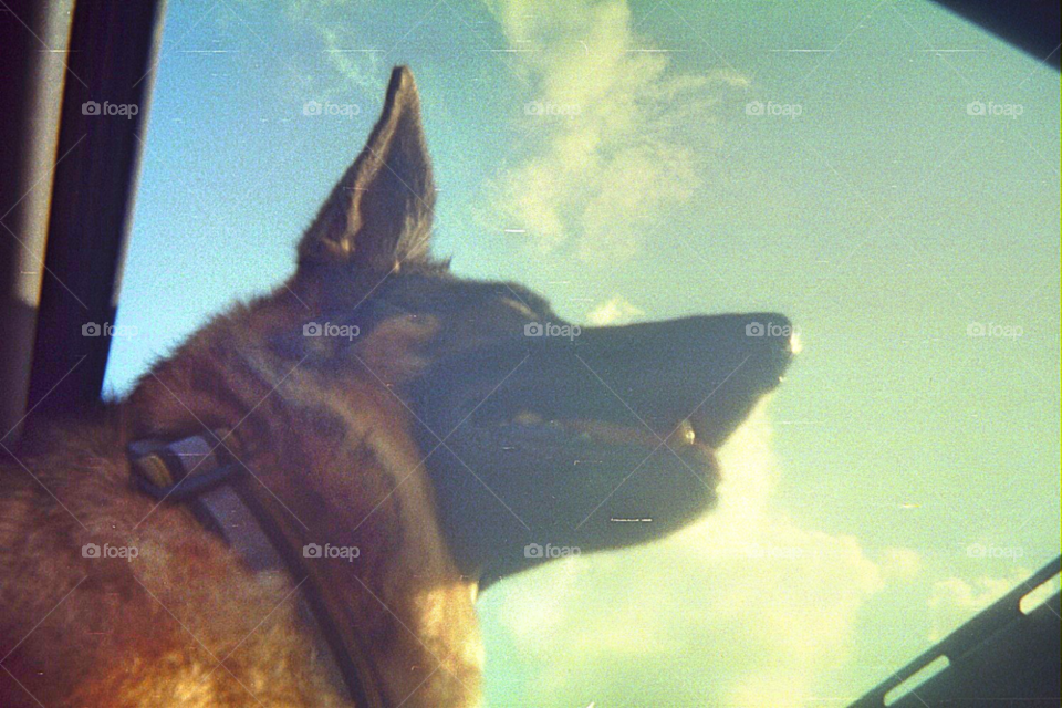 sky yellow blue dog by squishypie