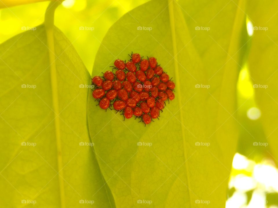 SMALL AND COLORFUL RED BUGS