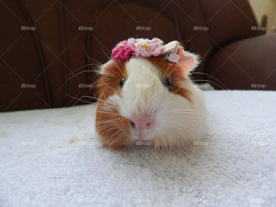 Baby guinea pig