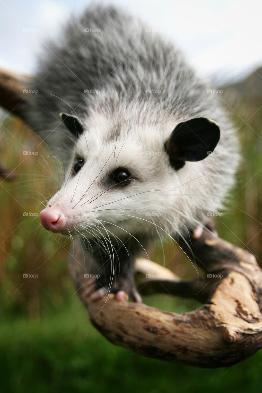 Opossum 
