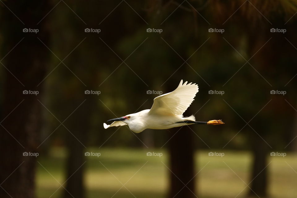 Snowy egret fly by 