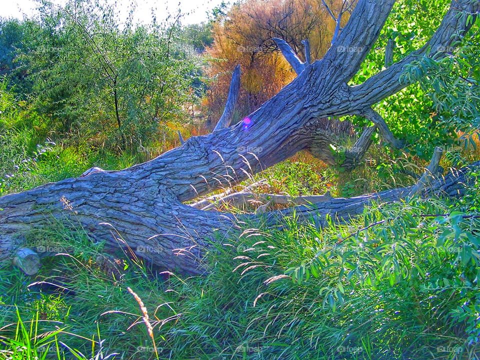 Fallen tree
