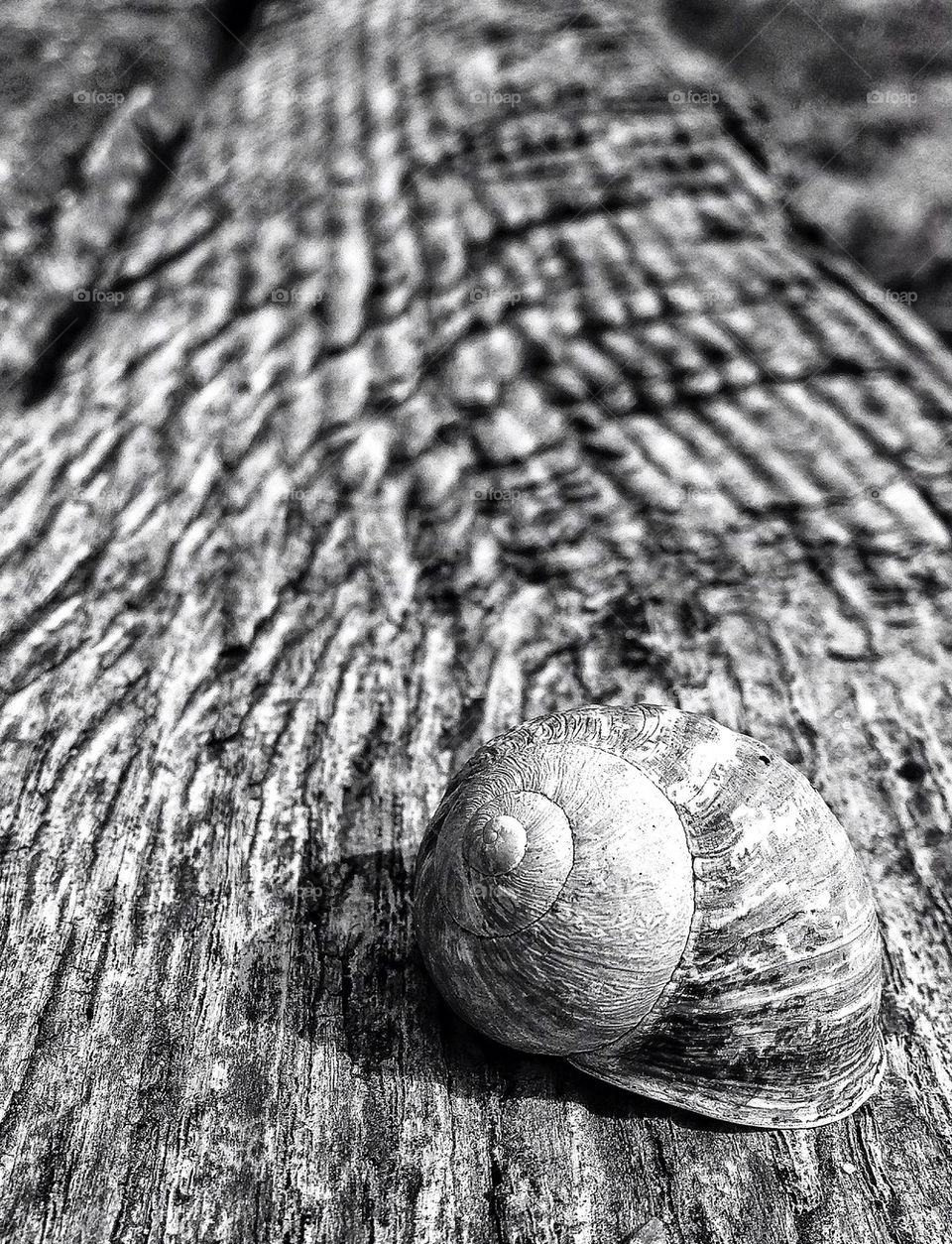 wood snail texture black and white by hannahdagogo