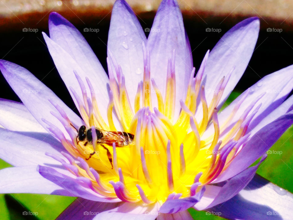 Bee pollinating on water lily