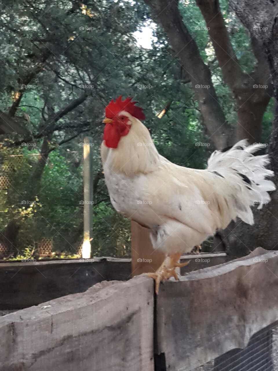 chicken on the fence