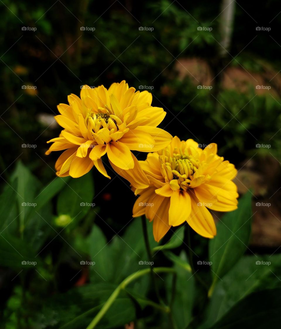 yellow flower in th garden