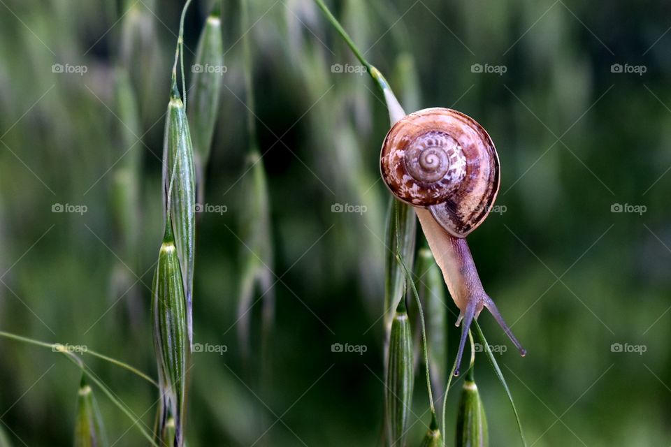 snail