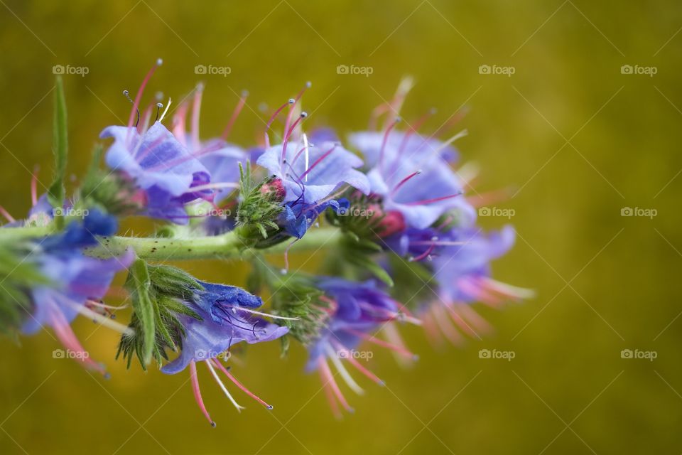 Purple flower blooming at outdoors