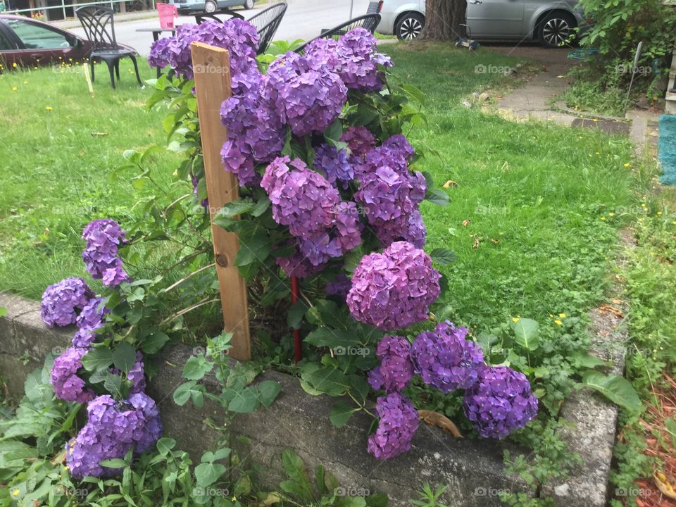 Purple Hydrangea in the Garden 