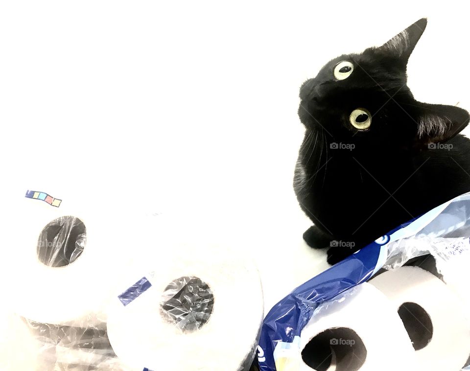Silly photo of adorable black kitty looking up from behind the toilet paper rolls! 