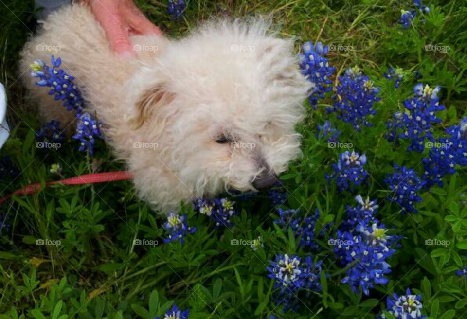 Flower, Grass, Nature, Outdoors, No Person