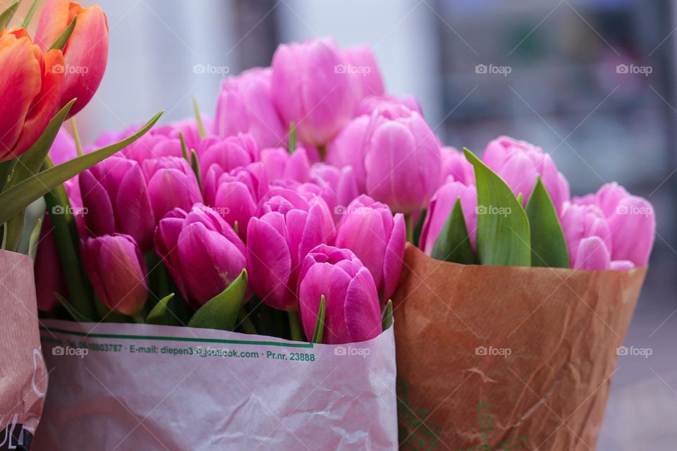 Pink tulips