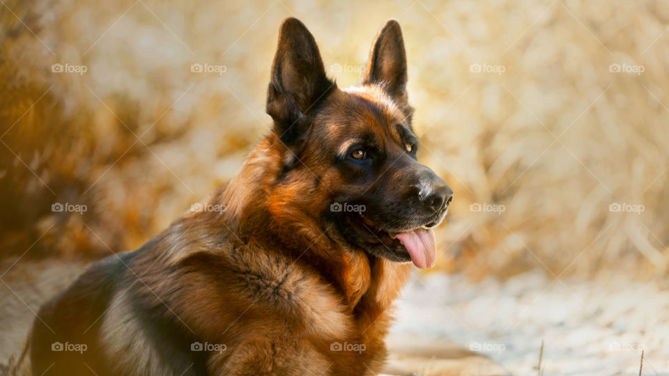 German shepherd dog portrait at autumn park