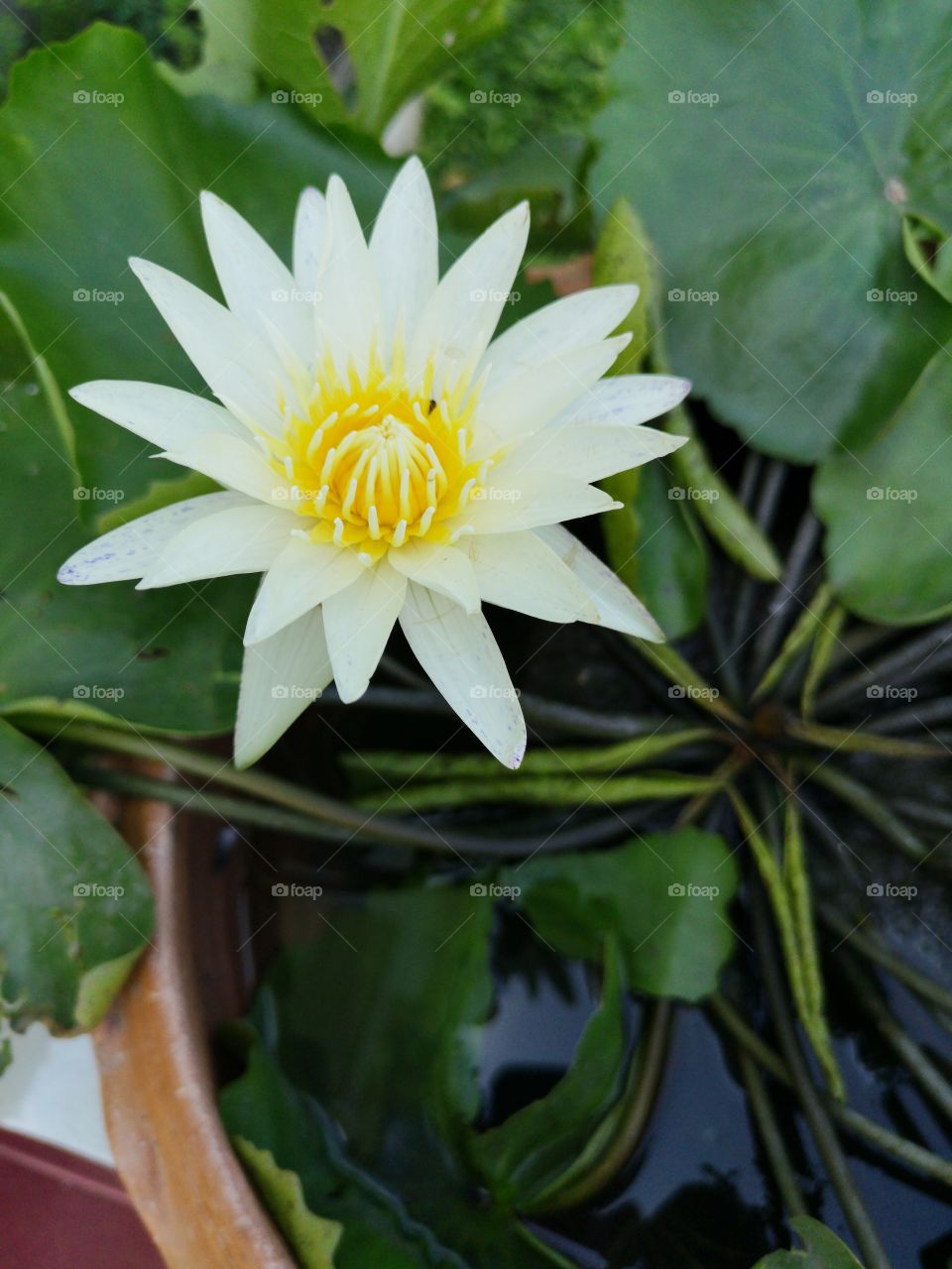 white lotus in the morning