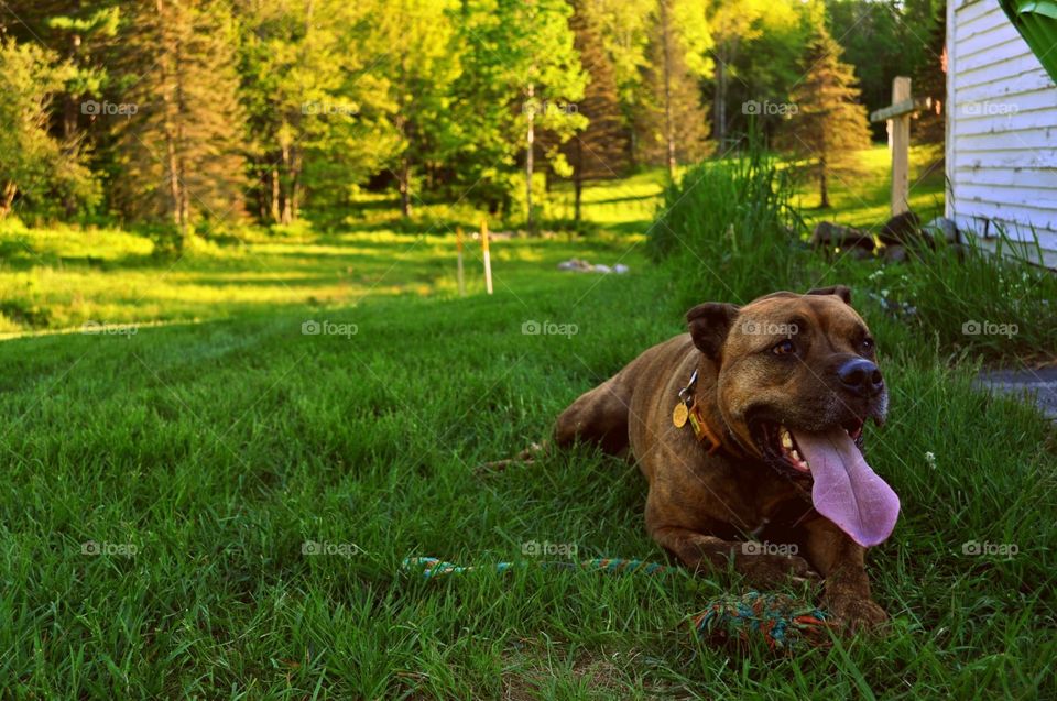 Grass, No Person, Outdoors, Dog, Nature