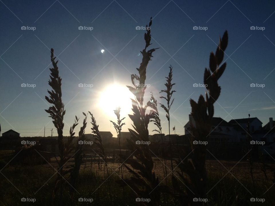 Sea oats 