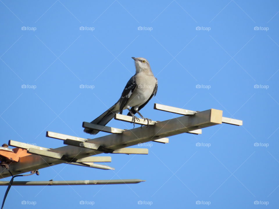 To Photograph a Mockingbird 