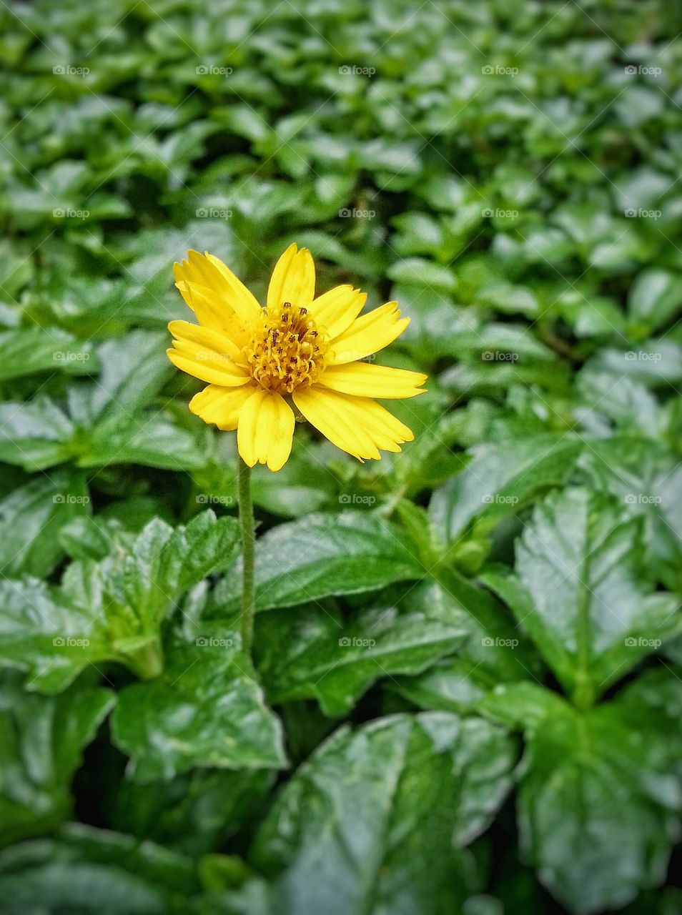 stand alone yellow flower. i don't know this flower's name. i call it's yellow flower
