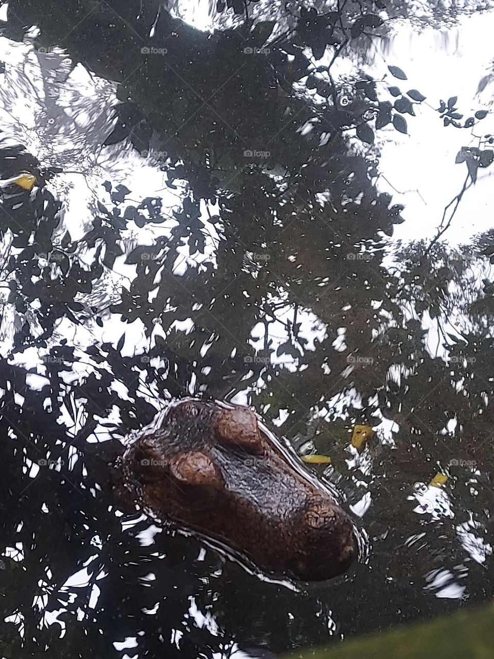 dwarf croc